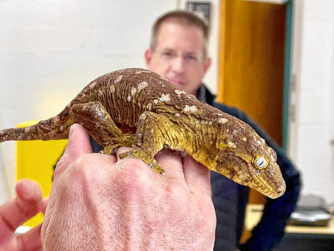 A New Caledonian gecko named Ginger, who is part of the Geckskin™ research team at UMass Amherst, giving a tour with Duncan Irschick, integrative biologist and head of the Irschick Lab.