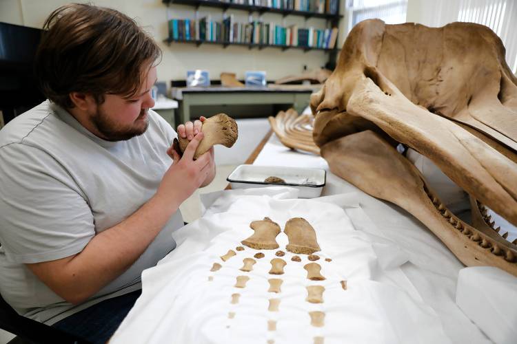 Collections assistant for the UMass Natural History Collections Cristian Paunescu prepares a stand for the flipper bones of a juvenile sperm whale Wednesday afternoon for its upcoming display in the Morrill Science Center. 