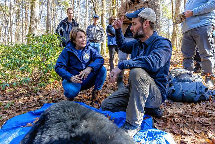 MassWildlife Black Bear Project Leader Dave Wattles shows the immobilized female black bear to Gov. Maura Healey.