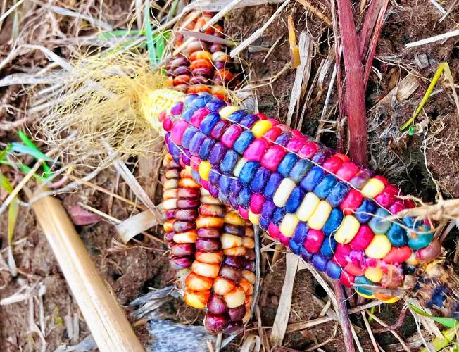 Ears of glass gem corn (aka Zea mays), colorful ears of corn that are bred and grown to be used for decoration, popcorn, and grinding into cornmeal and corn flour.