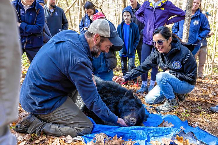 MassWildlife Black Bear Project Leader Dave Wattles inspects the immobilized black bear while changing her radio tracking collar with First Partner Joanna Lydgate.
