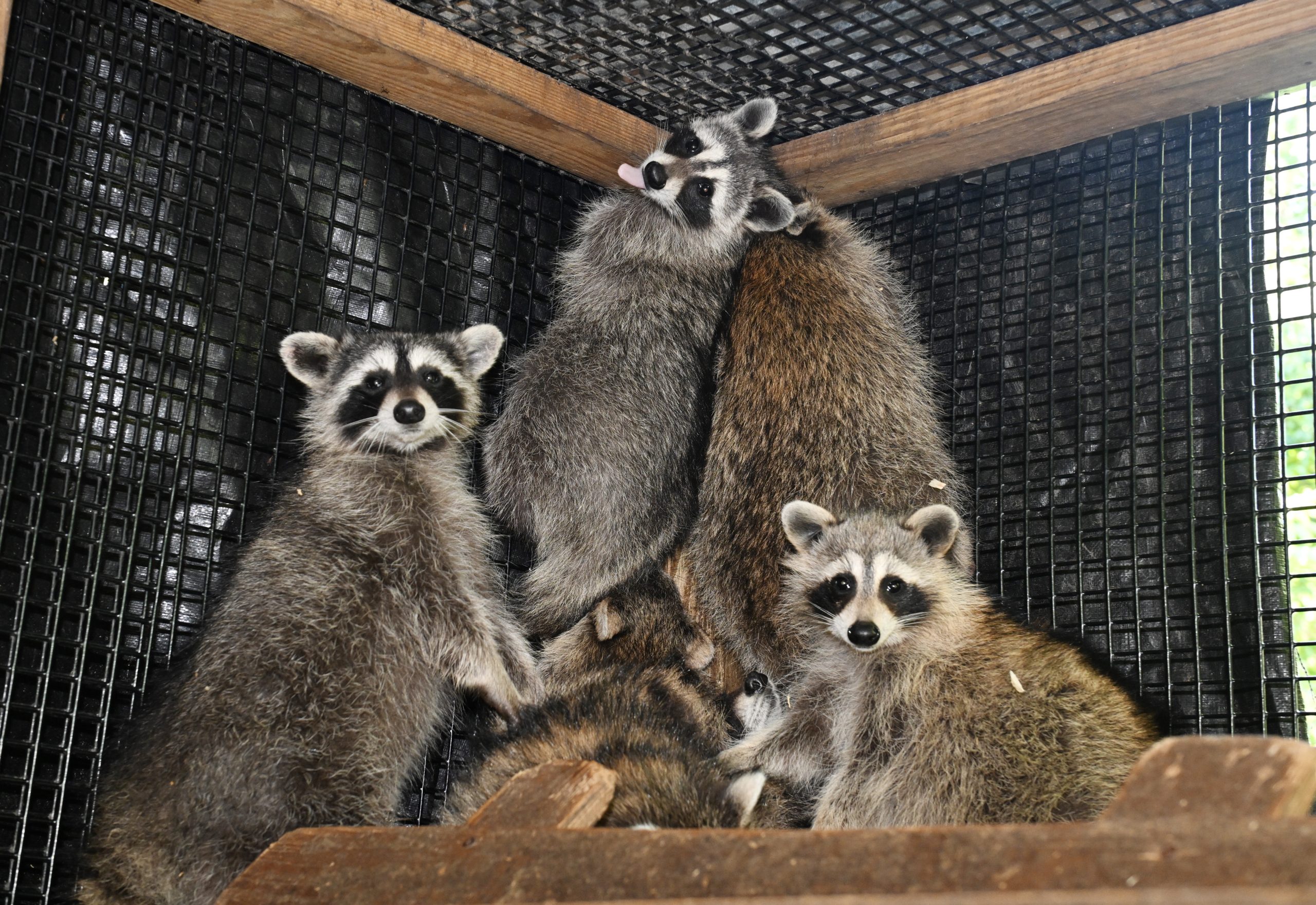 Bhuge Racoon Bub’s big adventure: Viral Belchertown raccoon released after garnering ...